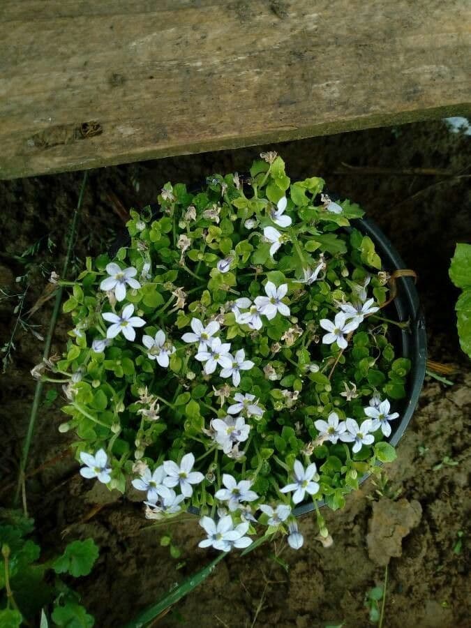 Isotoma fluviale 11