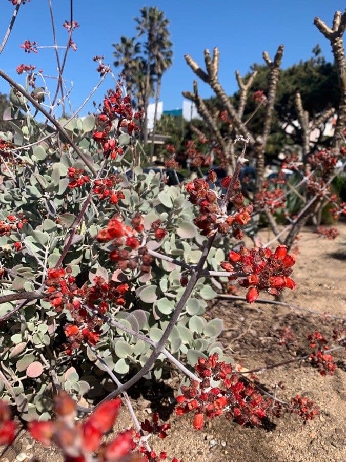 Kalanchoe 2