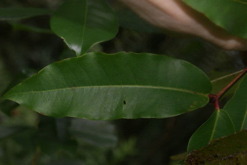Syzygium 18