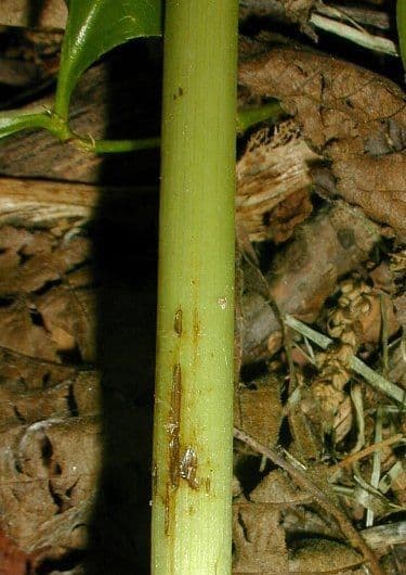 Sanicula canadensis 23