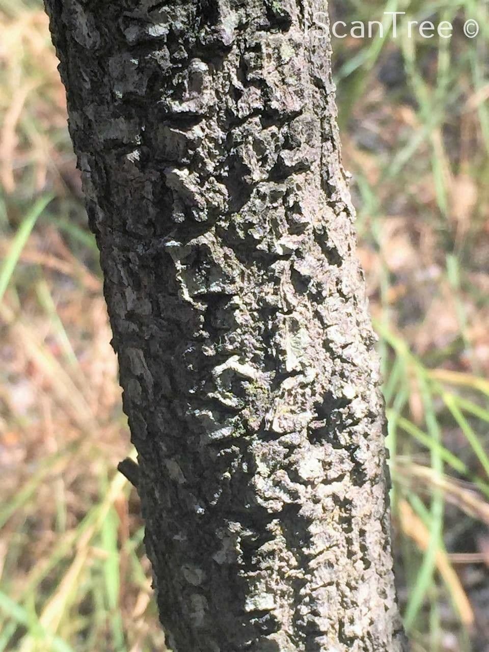 Ormocarpum 24