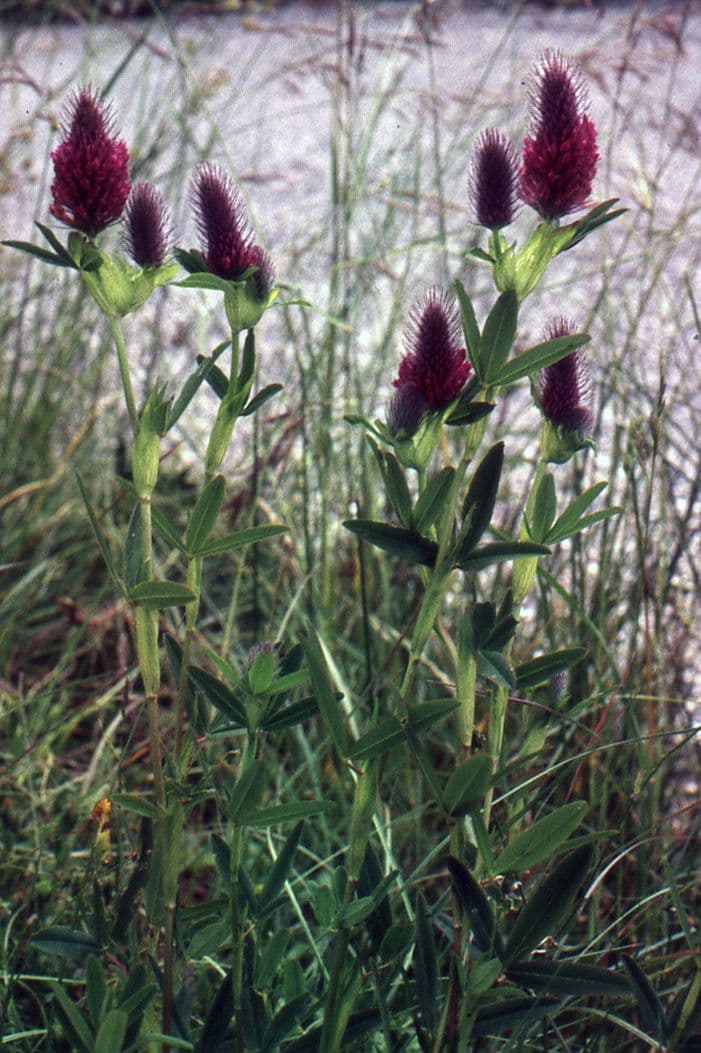 Trifoglio rossastro 11