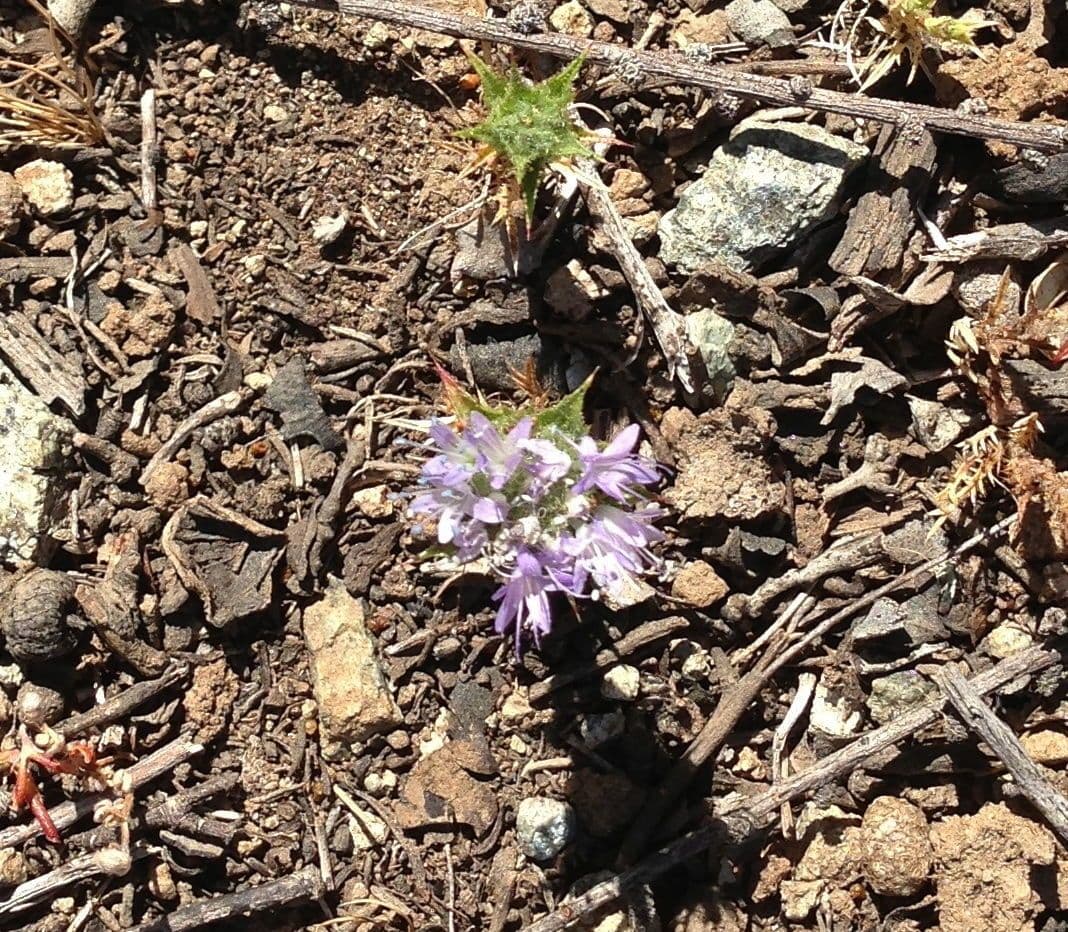 Monardella villosa 11