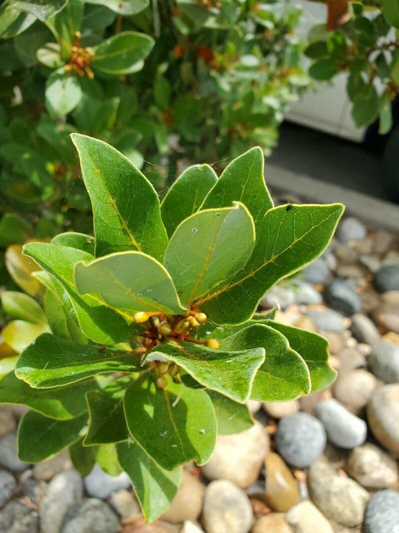 Azorischer Lorbeer 6