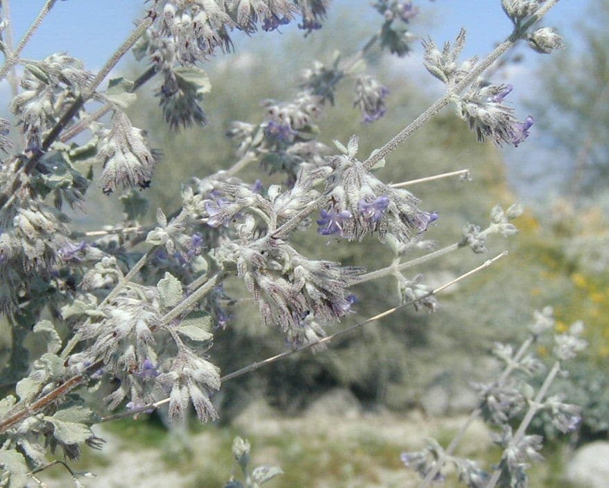 Lavanda del deserto 2