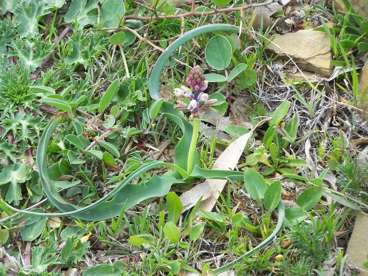 Bellevalia 6