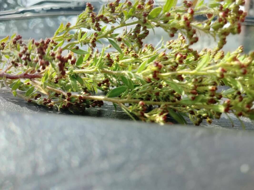 Lechea mucronata 2