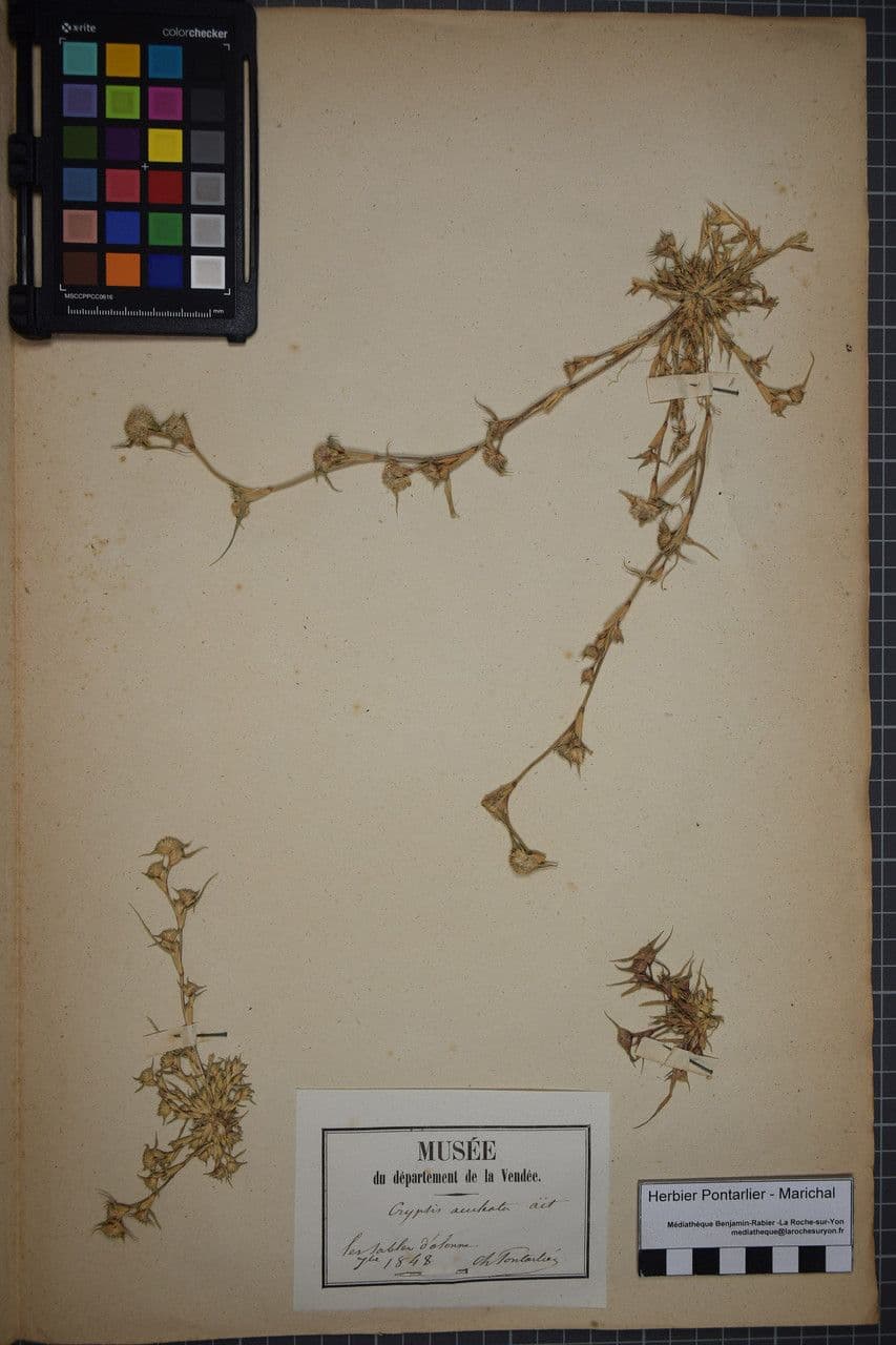 Sporobolus 26