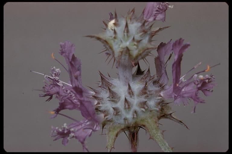 Salvia cardo 5