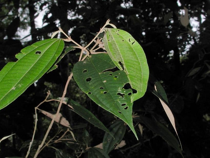 Miconia 15