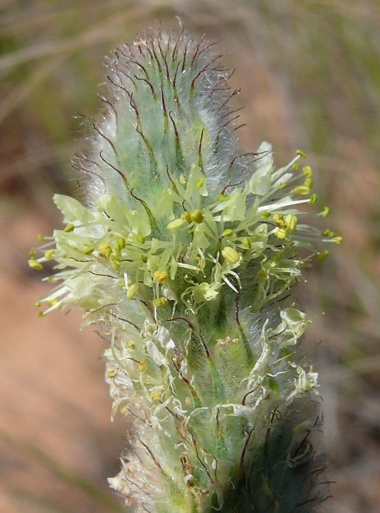 Dalea 2