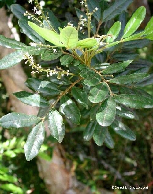 Guioa villosa 8