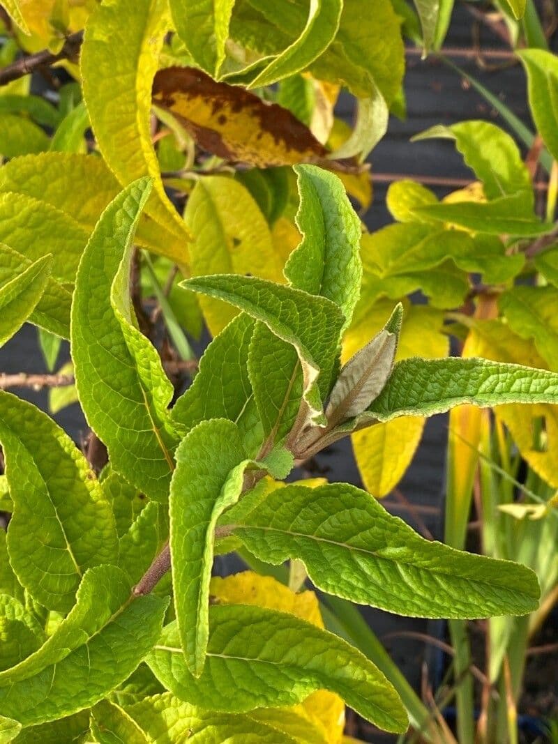 Buddleja 8