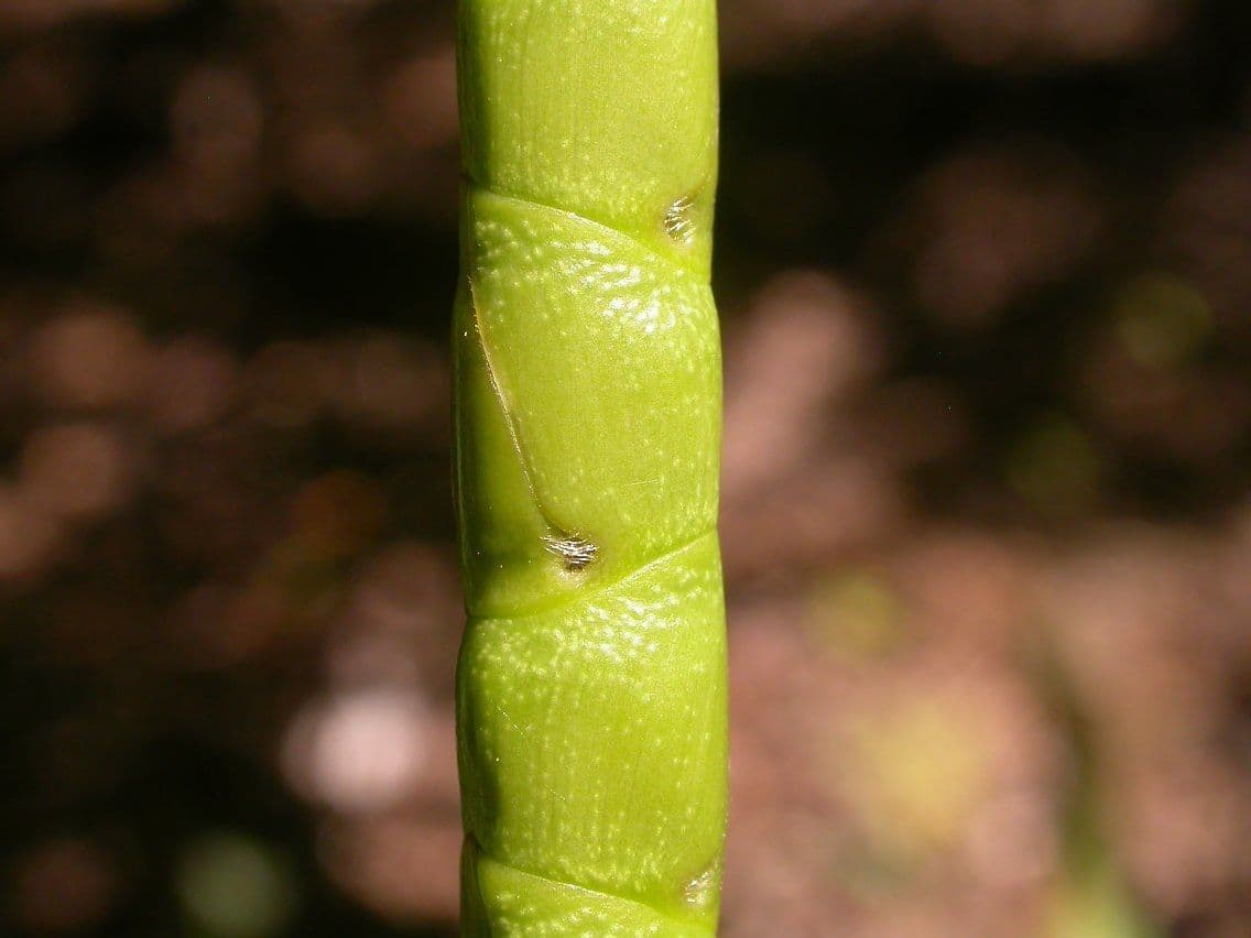 Tripsacum dactyloides 24