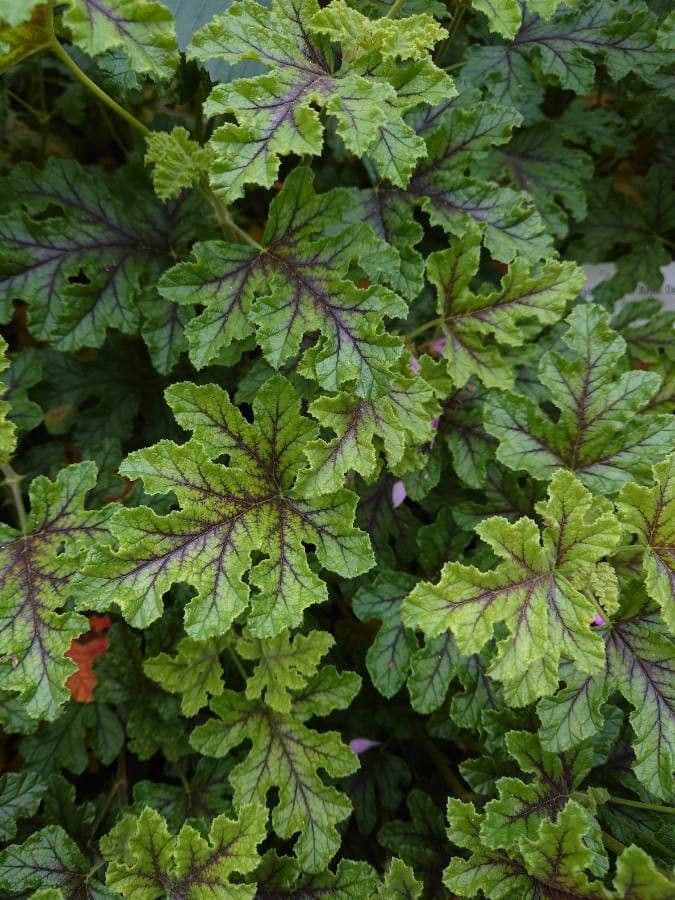 Eichenblättrige Pelargonie 12