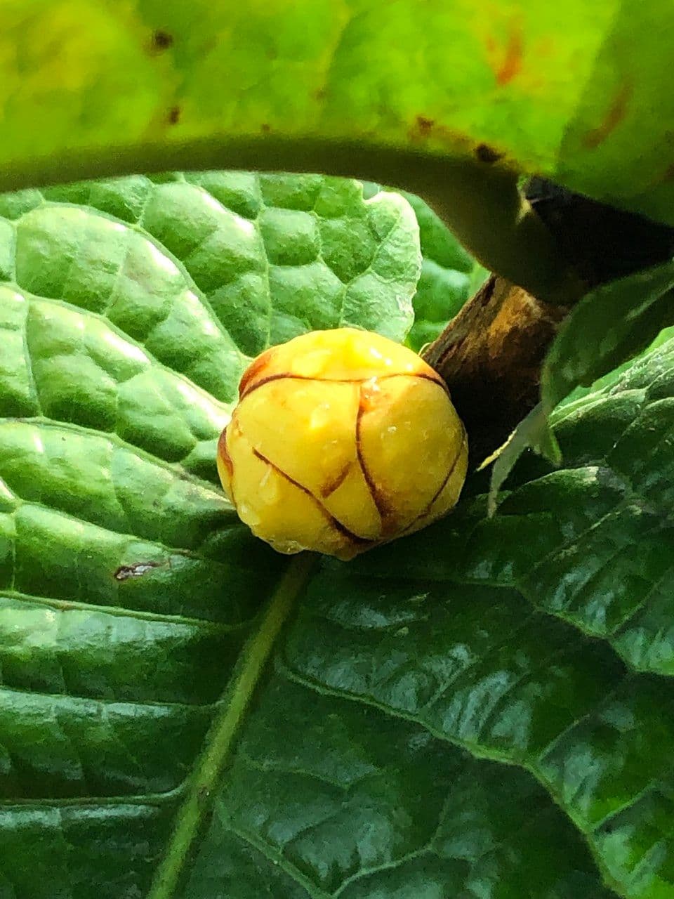 Camelia 4