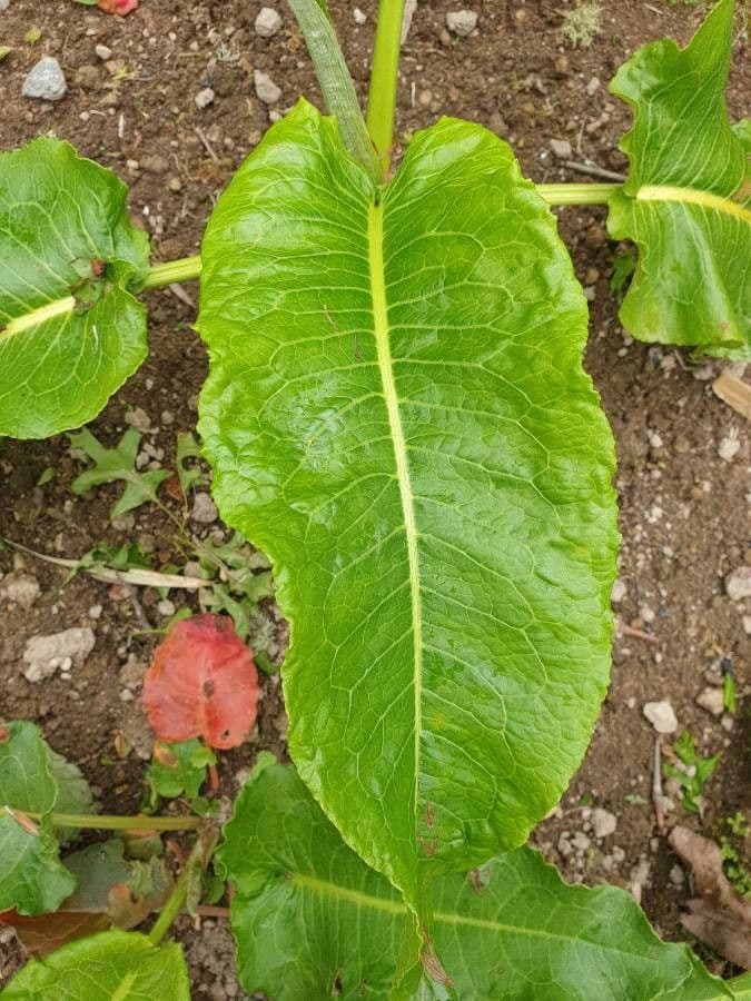 Acetosa 4