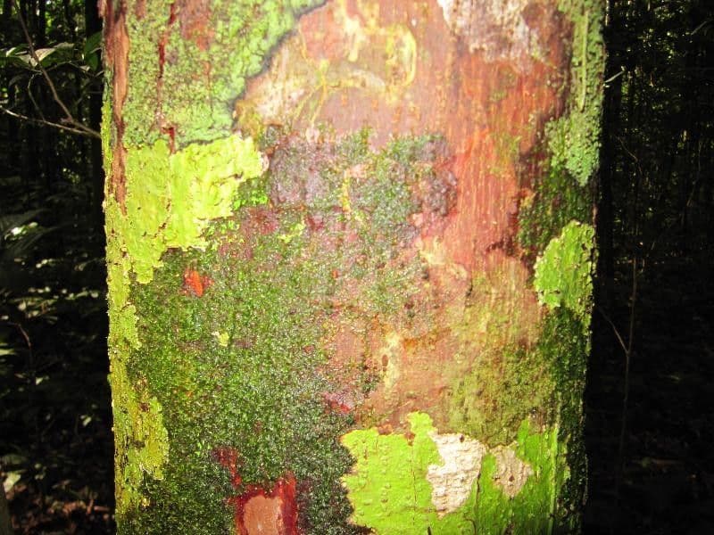 Eschweilera 3