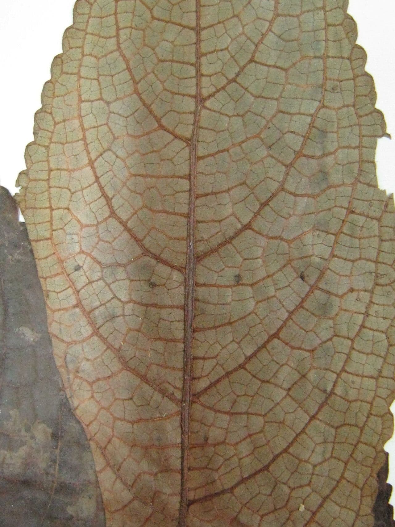 Nautilocalyx 7