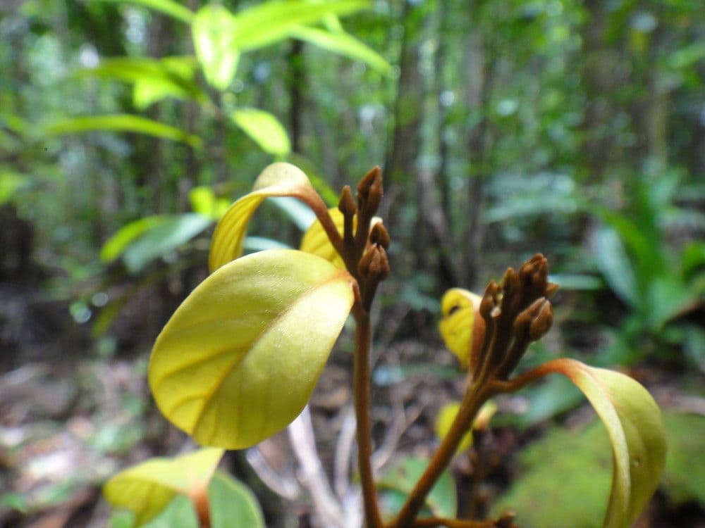 Cryptocarya