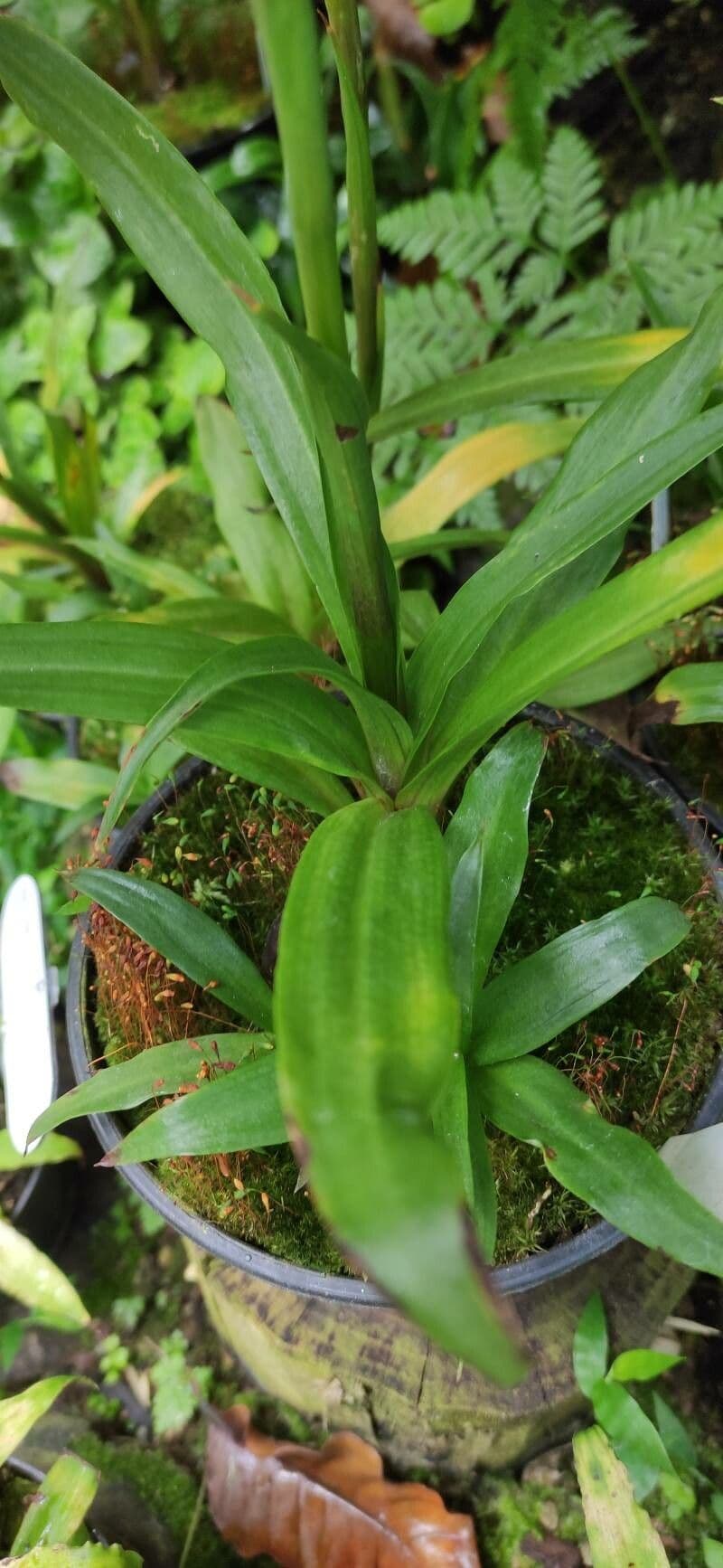 Disa uniflora 8