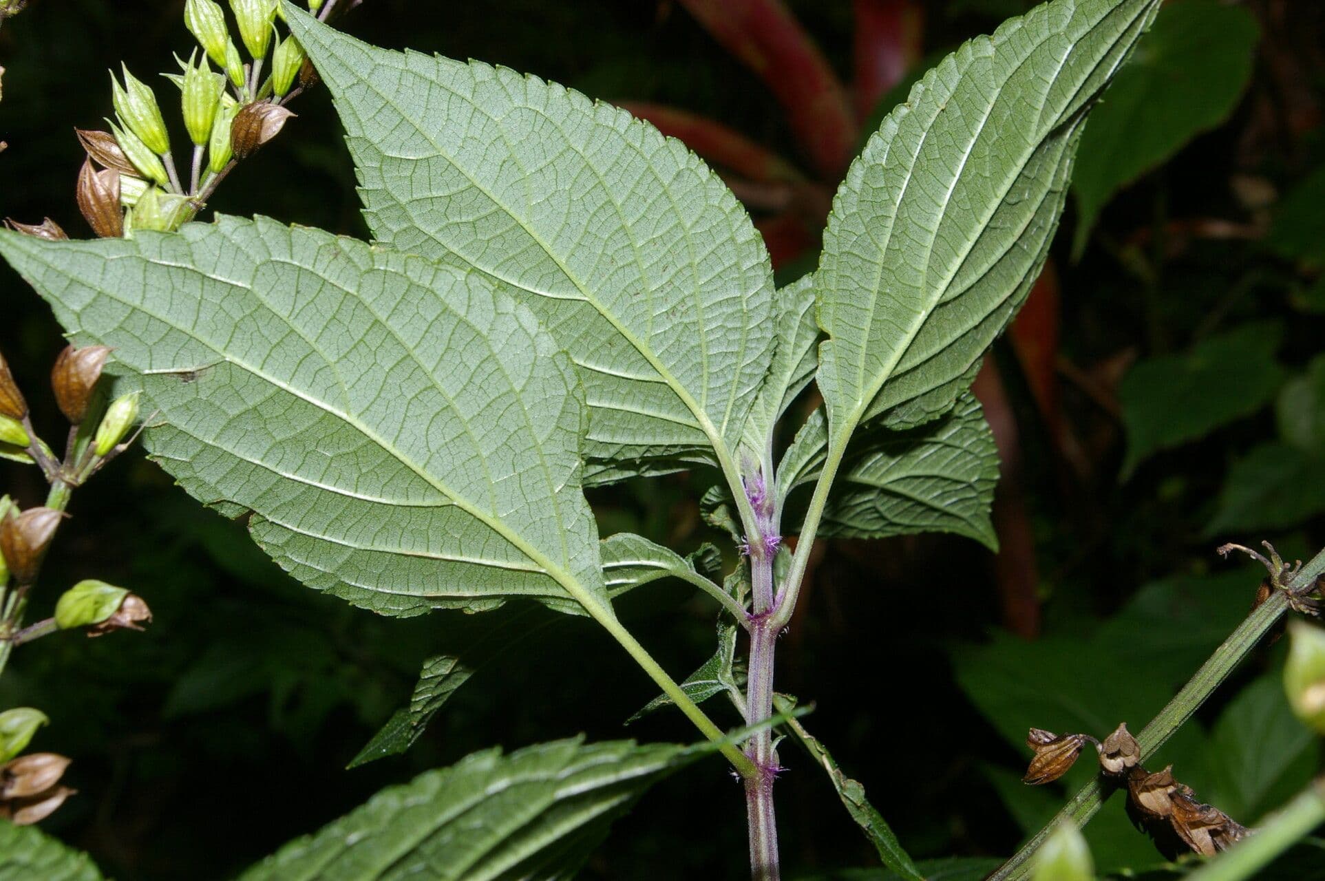 Salvia 8
