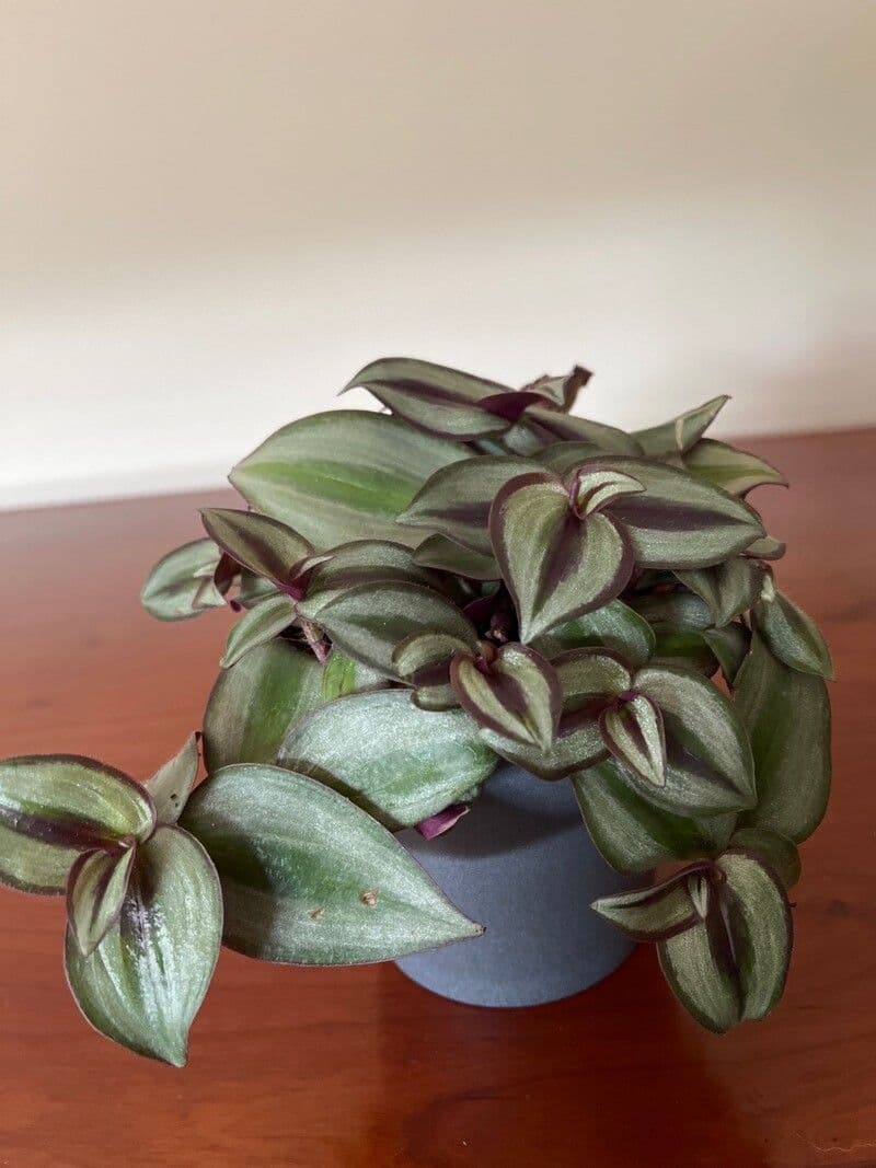 Tradescantia 27