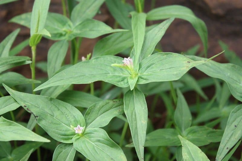 Spigelia 13