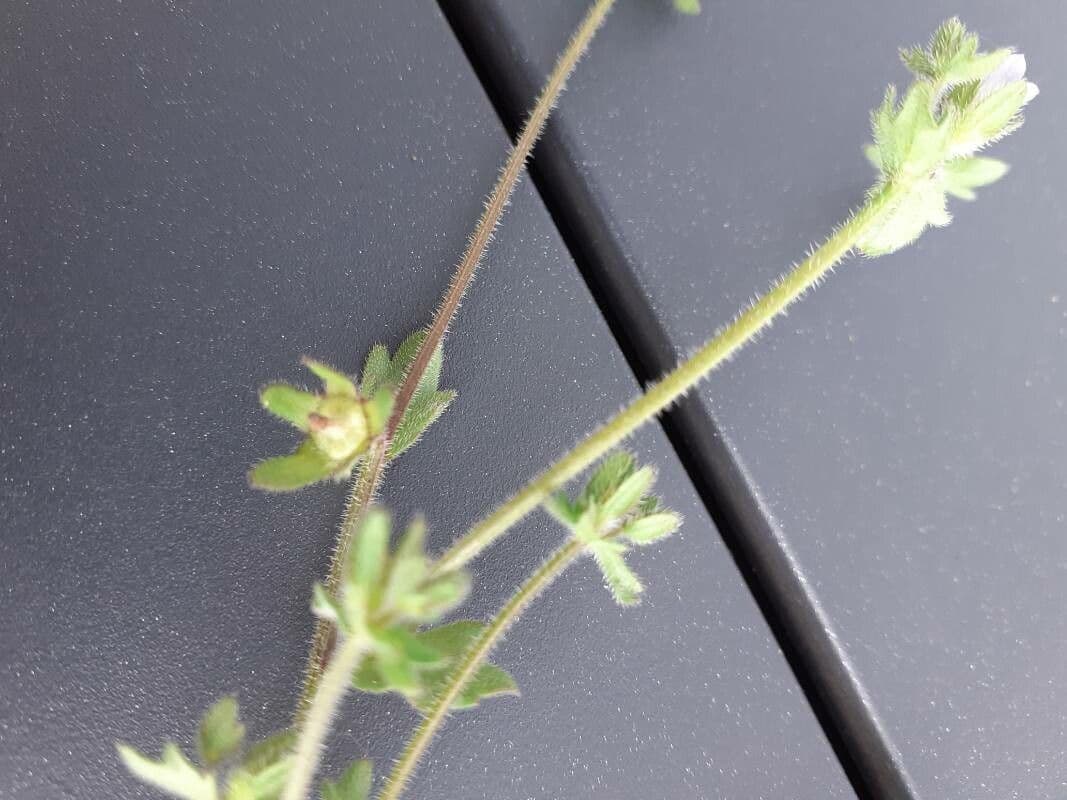 Campanula erinus 4