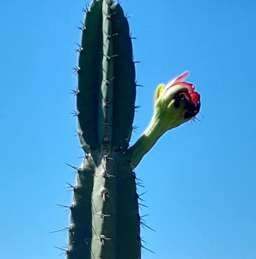 Cactus 3