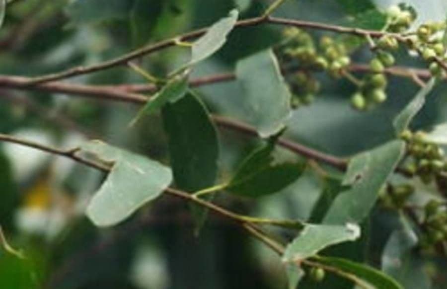 Königs-Eukalyptus