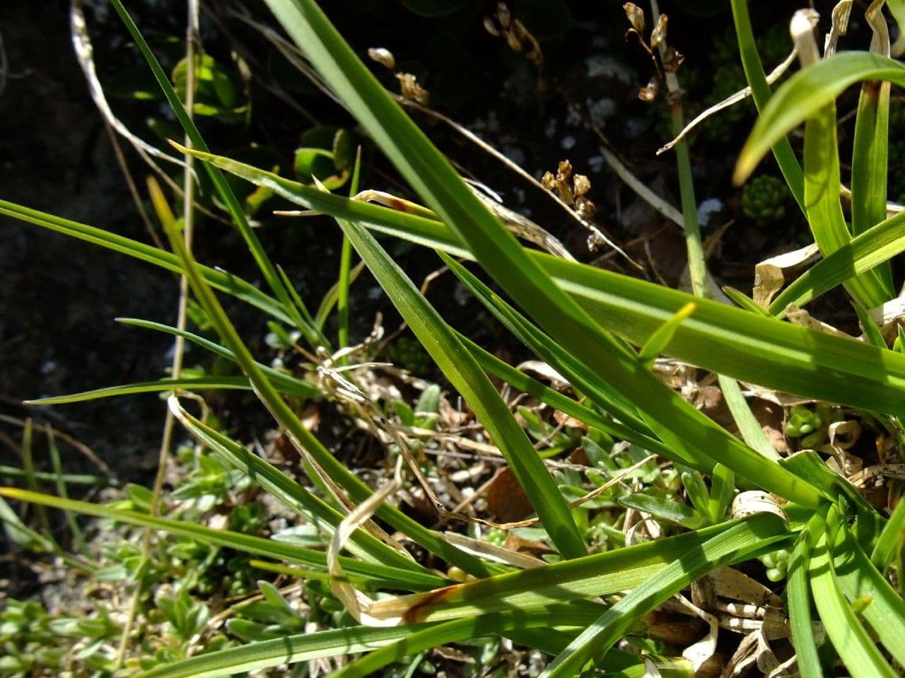 Stinking sedge 7