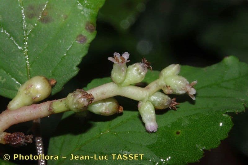Cuscuta 9