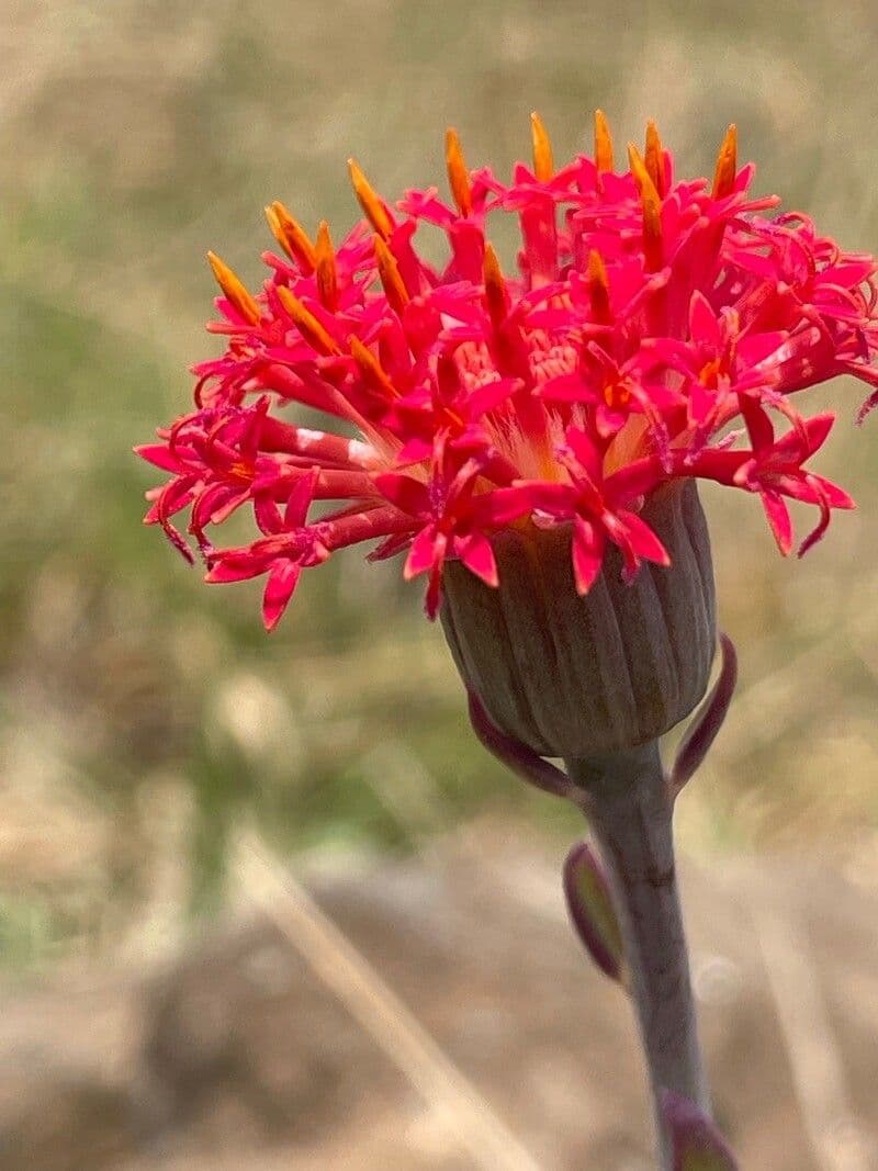 Kleinia abissina 4