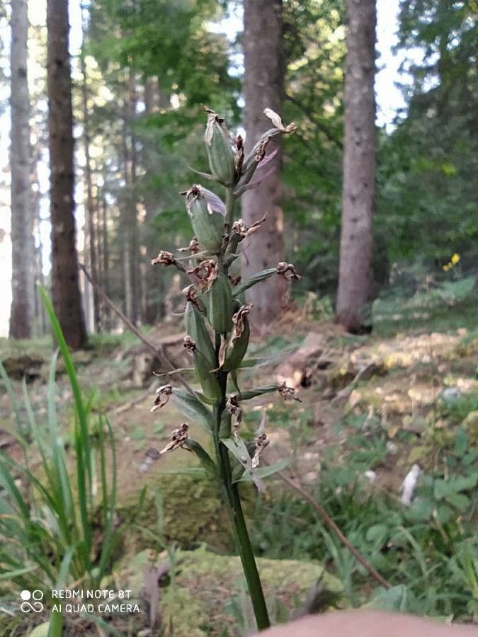 Orchidea di Fuchs