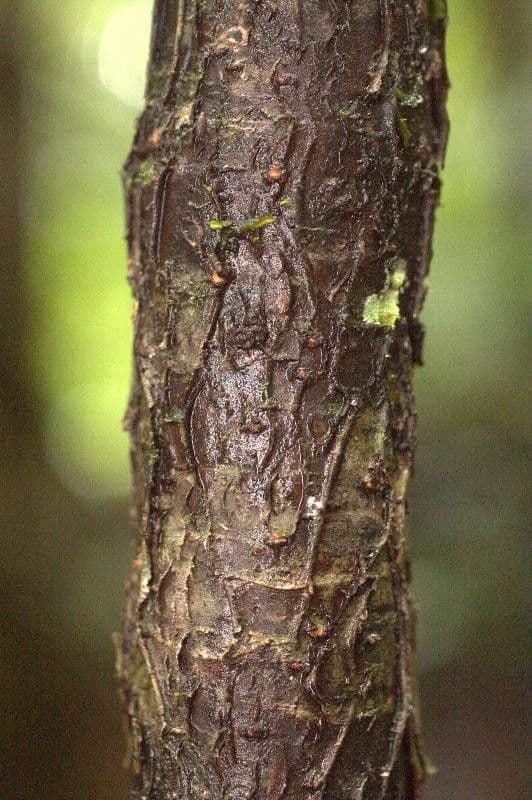 Hymenolobium 9