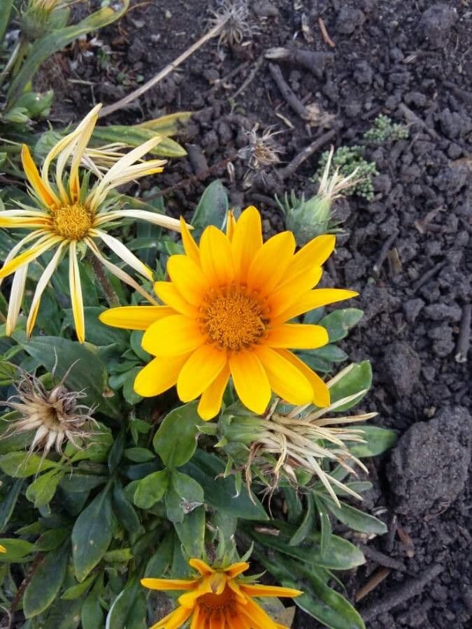 Gazania 7