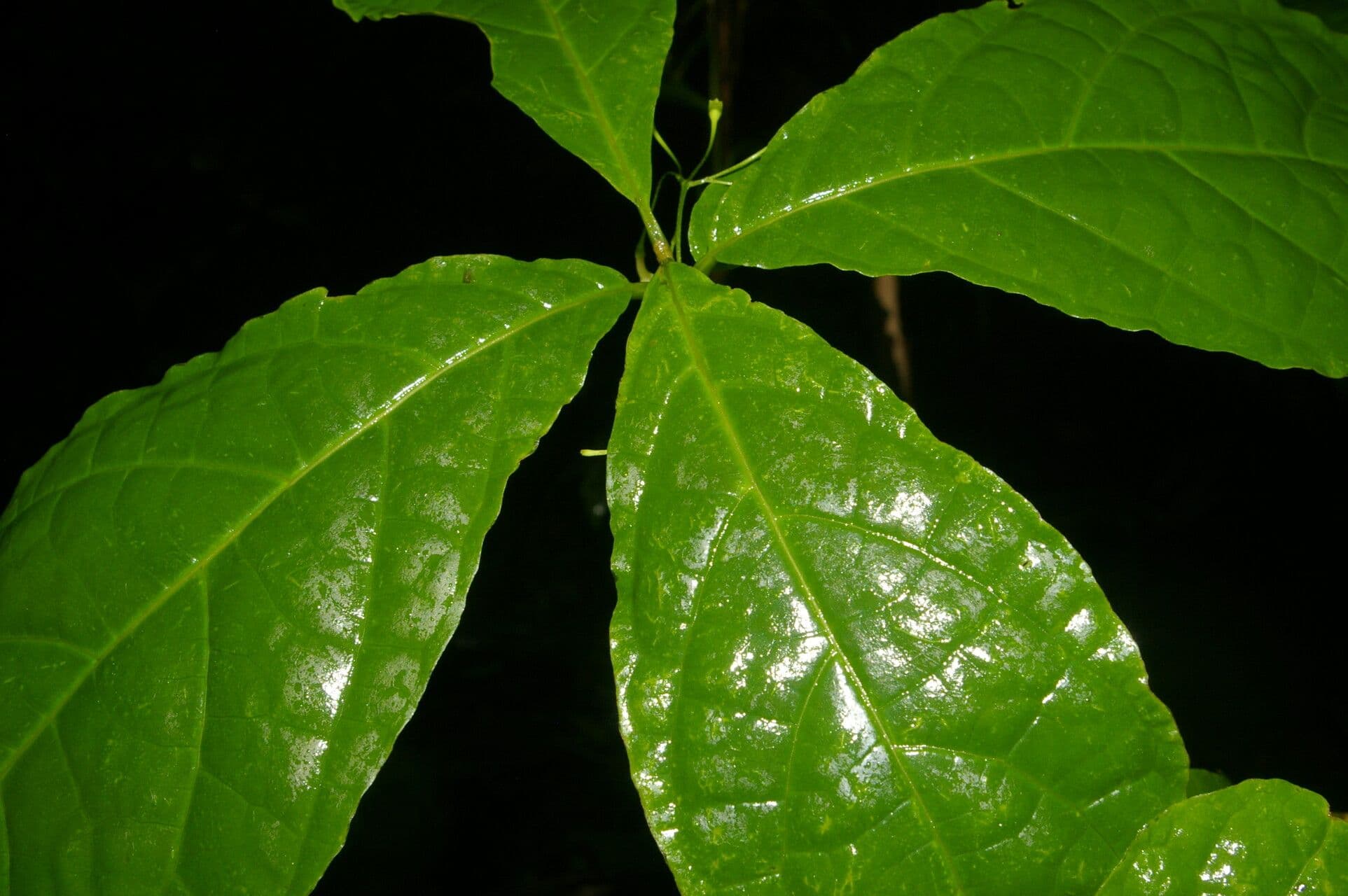 Aegiphila 10