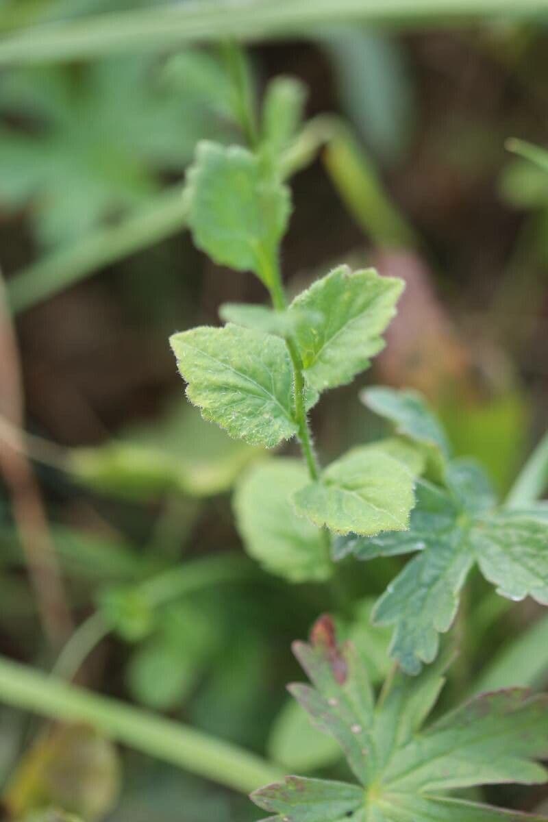 Campanula romboidale 12