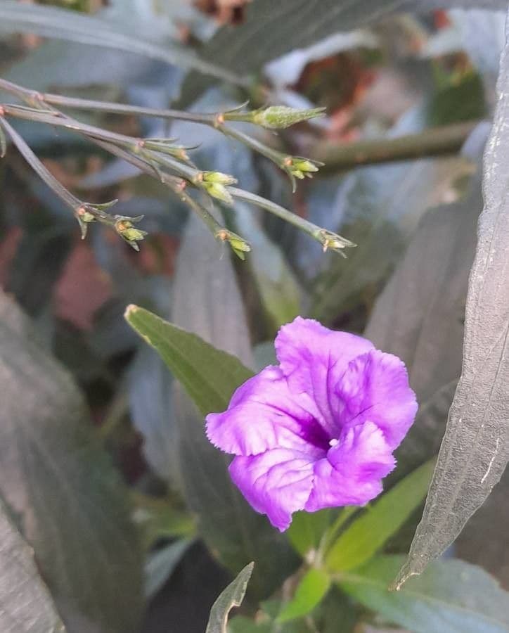 Ruellia simplex 28