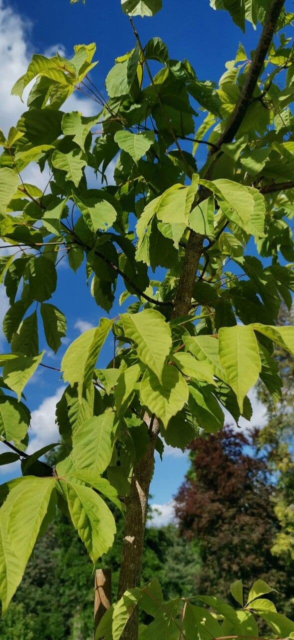 Henry's Maple 2