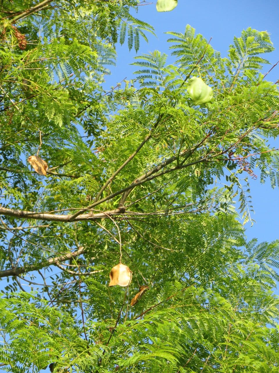 Jacaranda 29