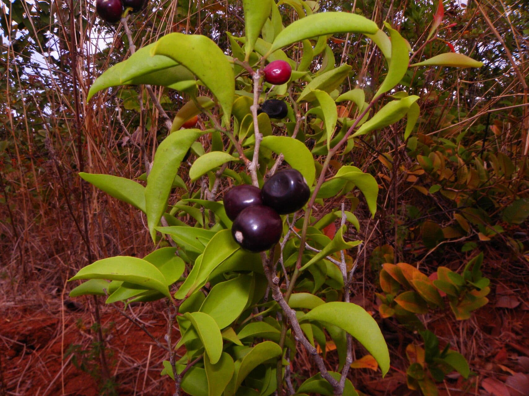 Schoepfia di Schreber 5