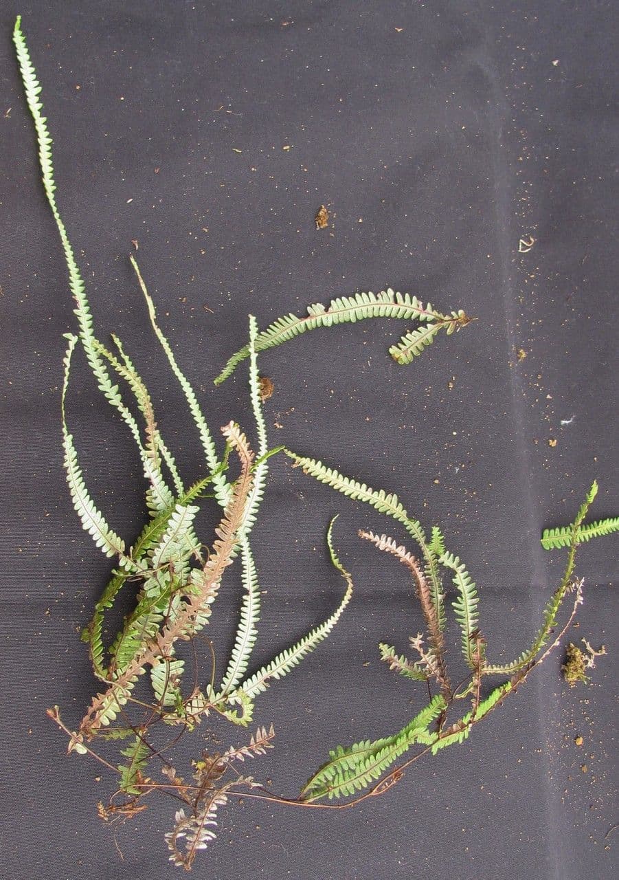 Sticherus