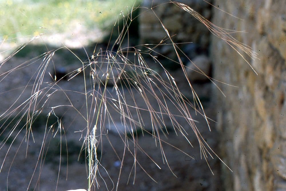 Stipa parviflora 2