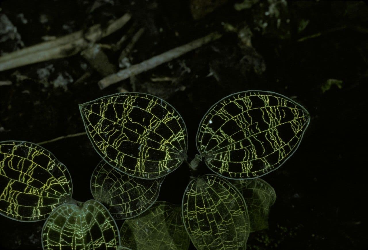 Macodes 10