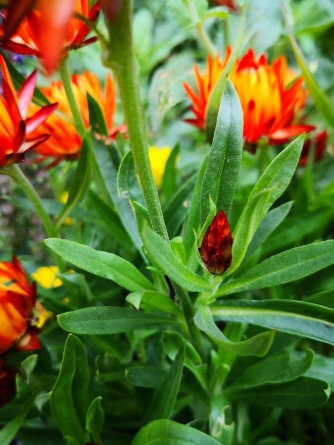Xerochrysum 33