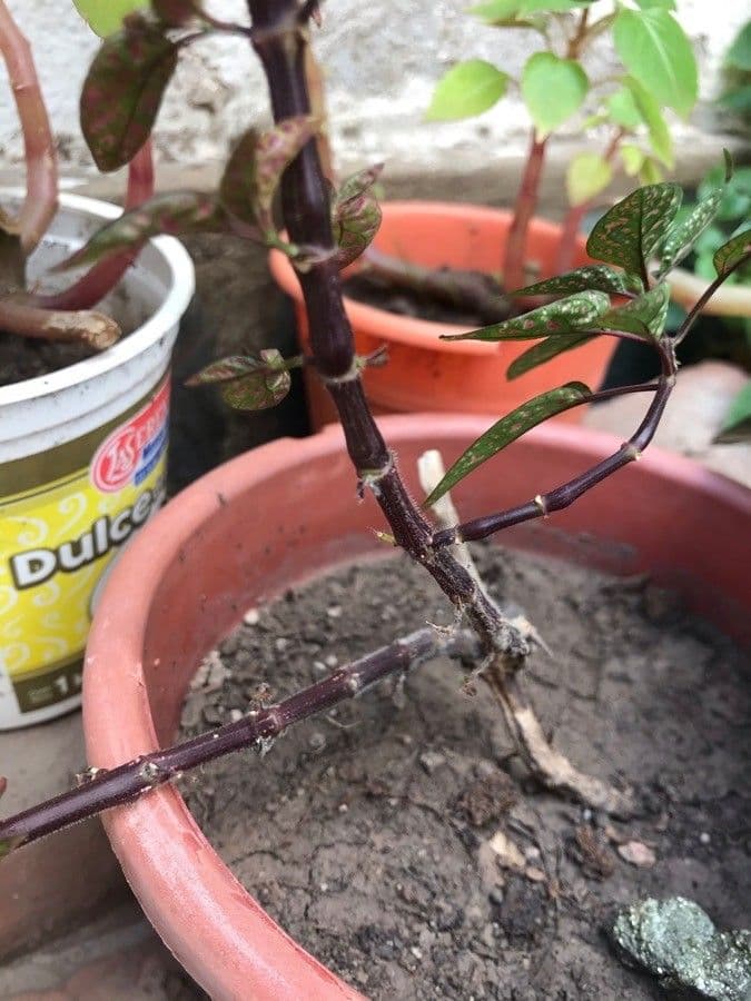 Hypoestes 20