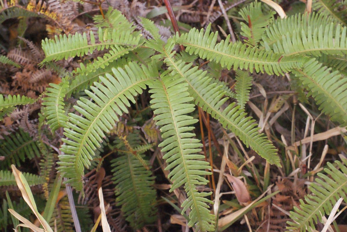 Sticherus 5