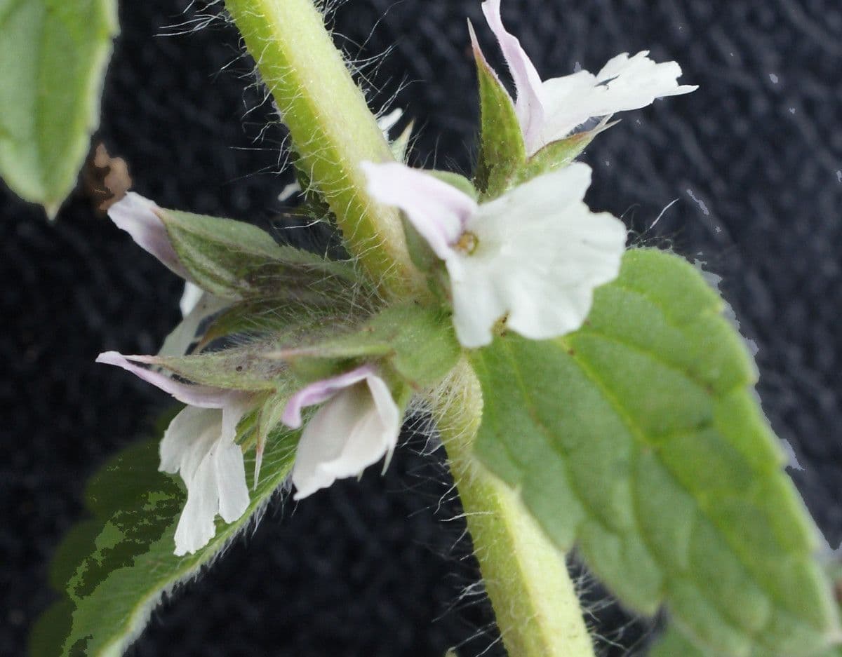 Sideritis romana 5